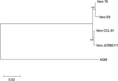 Whole-Genome Sequencing of Vero E6 (VERO C1008) and Comparative Analysis of Four Vero Cell Sublines